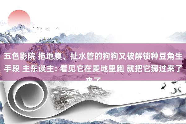五色影院 拖地膜、扯水管的狗狗又被解锁种豆角生手段 主东谈主: 看见它在麦地里跑 就把它薅过来了